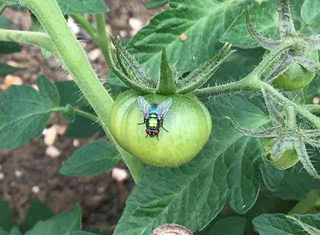 A colourful fly sitting on a tomato, in Oxford, UK. 